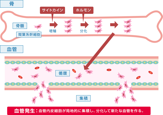 血管の再生イメージ
